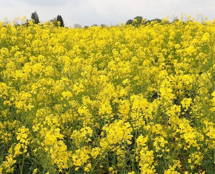 Rzepak ozimy SY Alibaba F1 C1 Integral Pro + Lumiposa Syngenta