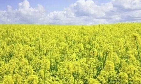 Rzepak ozimy LG Avenger F1 C1 Scenic Gold Limagrain