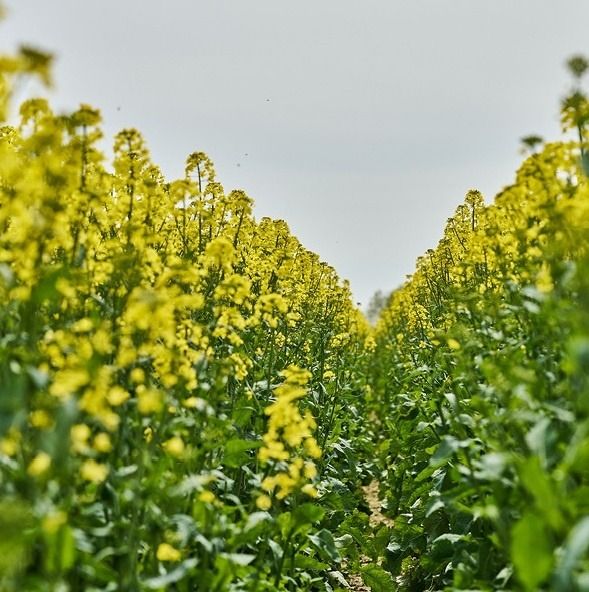 Rzepak ozimy KWS Kreatos F1 C1 Scenic Gold + Buteo Start KWS