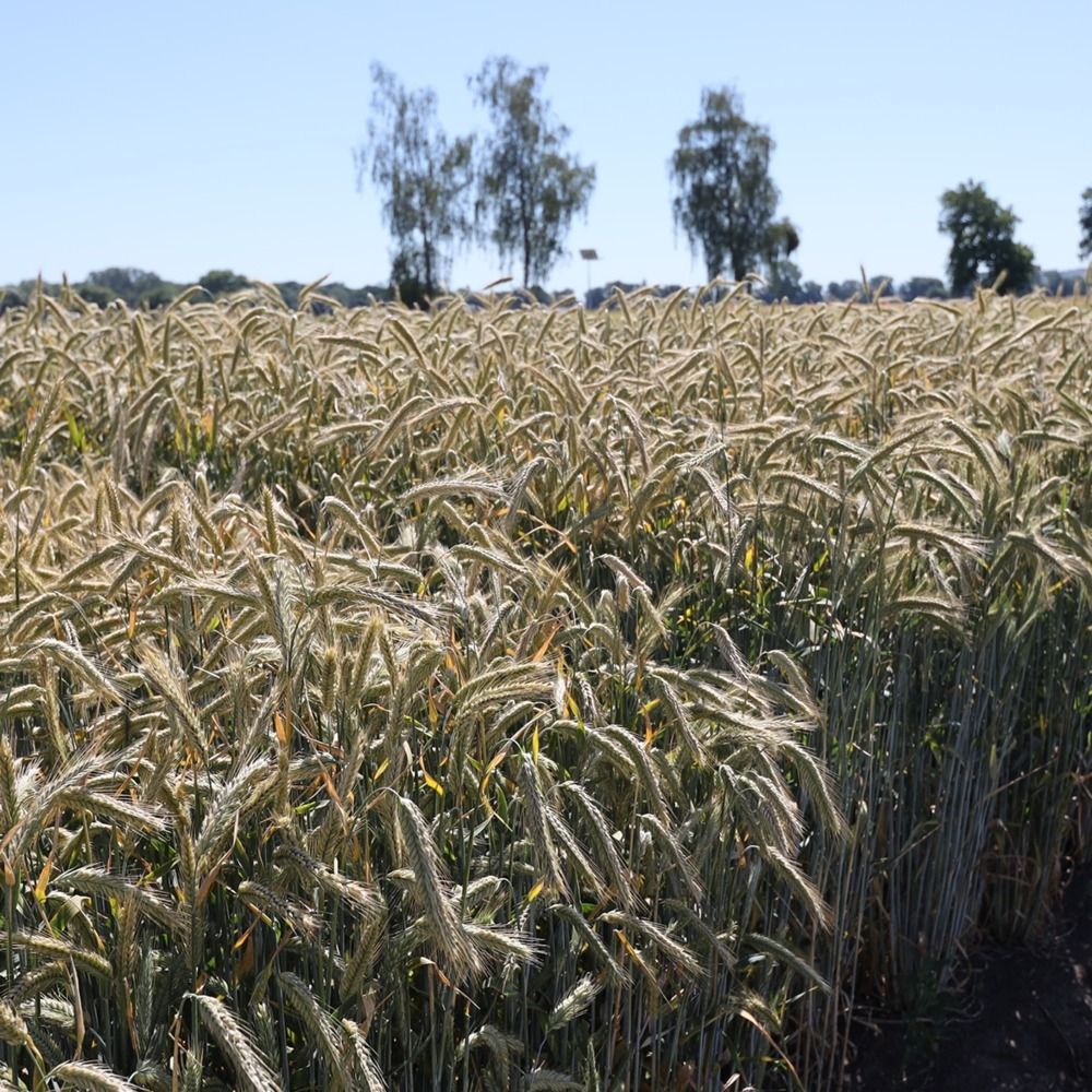 Żyto ozime KWS Erebor F1 C1 1 mln KWS 