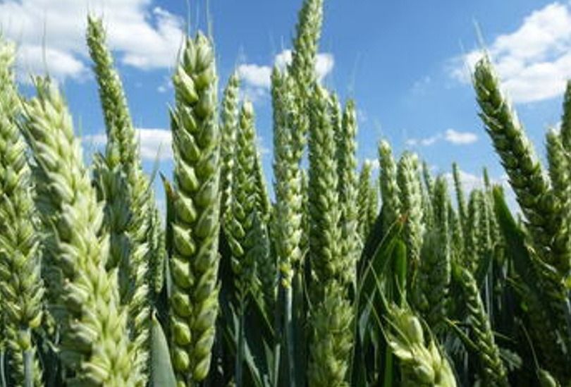 Pszenica ozima SU Hyclass F1 C1 900 tyś Saaten Union