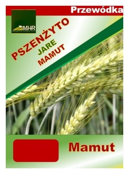 Pszenżyto jare Mamut C1 BB 1000 kg MHR