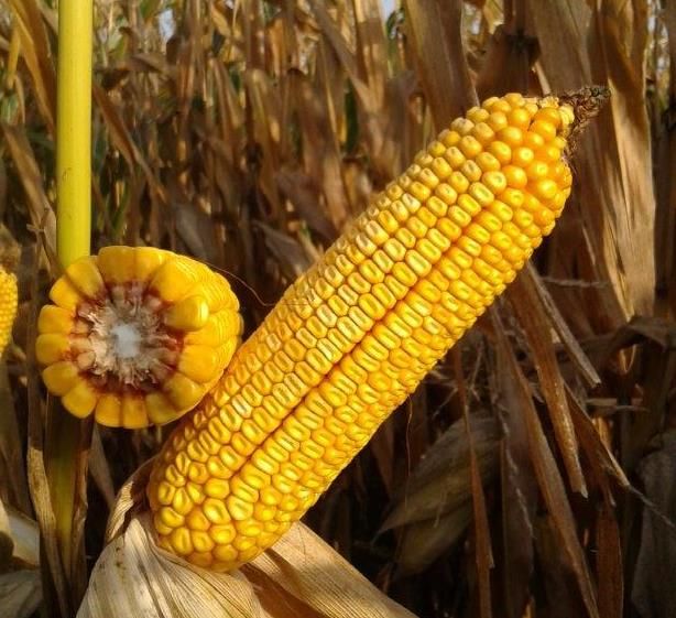 Kukurydza Mas 23.M F1 50tyś C1 Korit Maisadour
