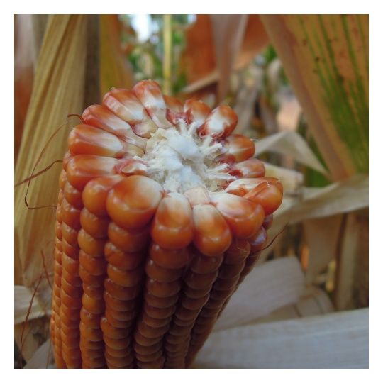 Kukurydza Gritz F1 50 tyś C1 Maisadour