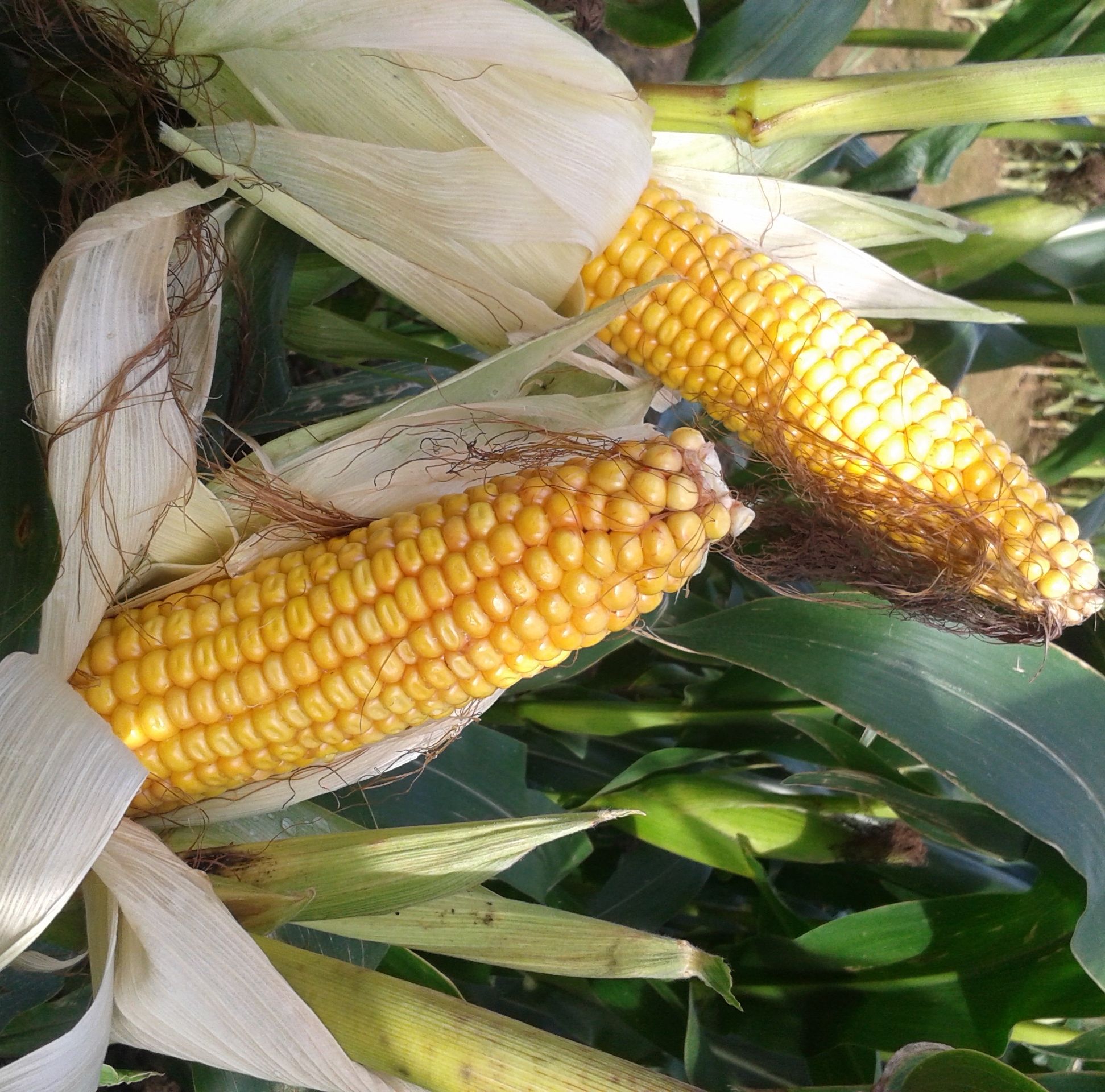 Kukurydza Mas 09.P F1 50tyś C1 Maisadour