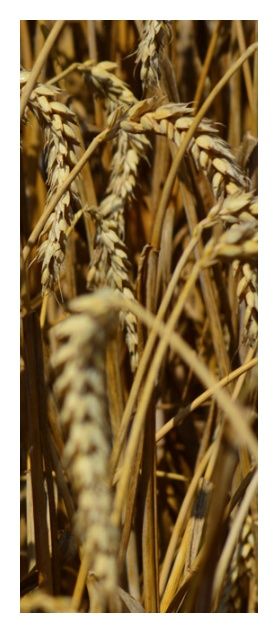 Pszenica zwyczajna ozima Hondia C1 W 1000Kg Danko