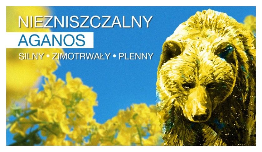 Rzepak ozimy Aganos F1 C1 Scenic Gold + Buteo Start Syngenta