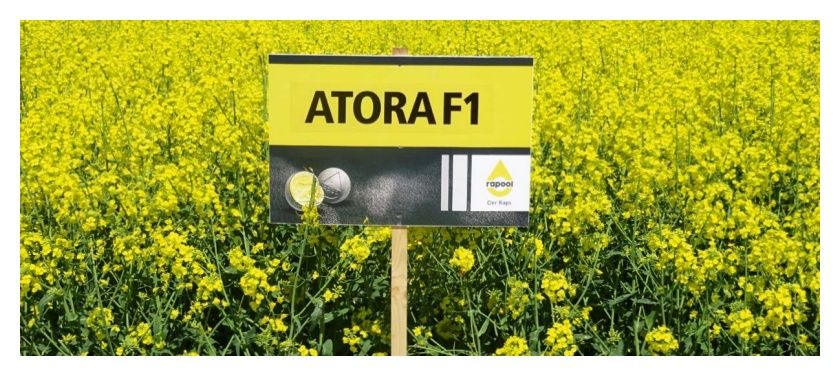 Rzepak ozimy Atora F1 C1 Scenic Gold + Lumiposa Rapool