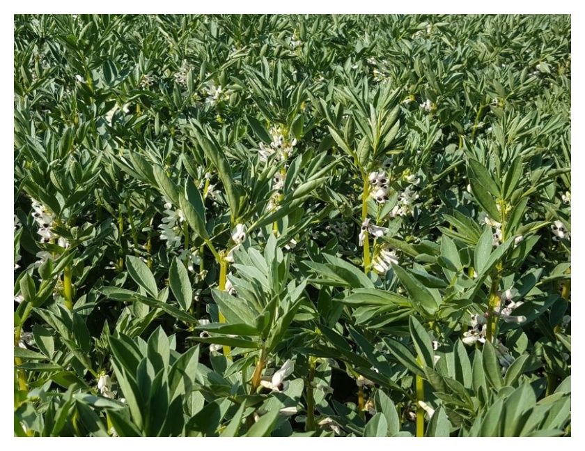 Bobik Bobas C1 BB 1000 kg Granum