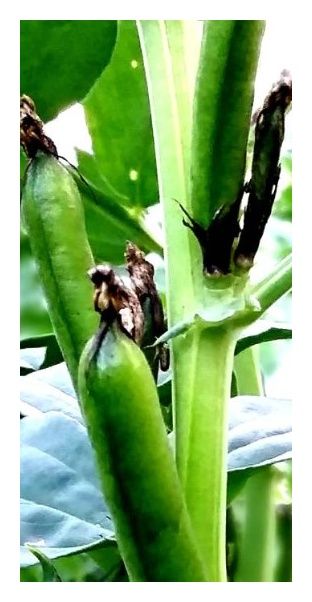 Bobik Fanfare C1 BB 1000 kg Saaten-Union