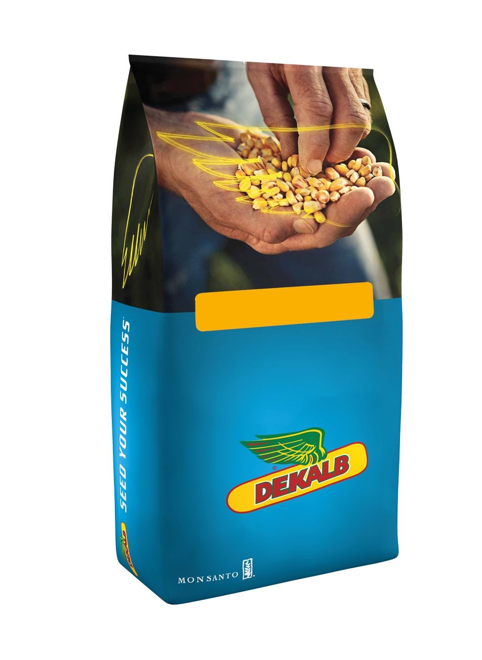 Kukurydza DKC 3787 F1 50tyś C1 Korit Bayer