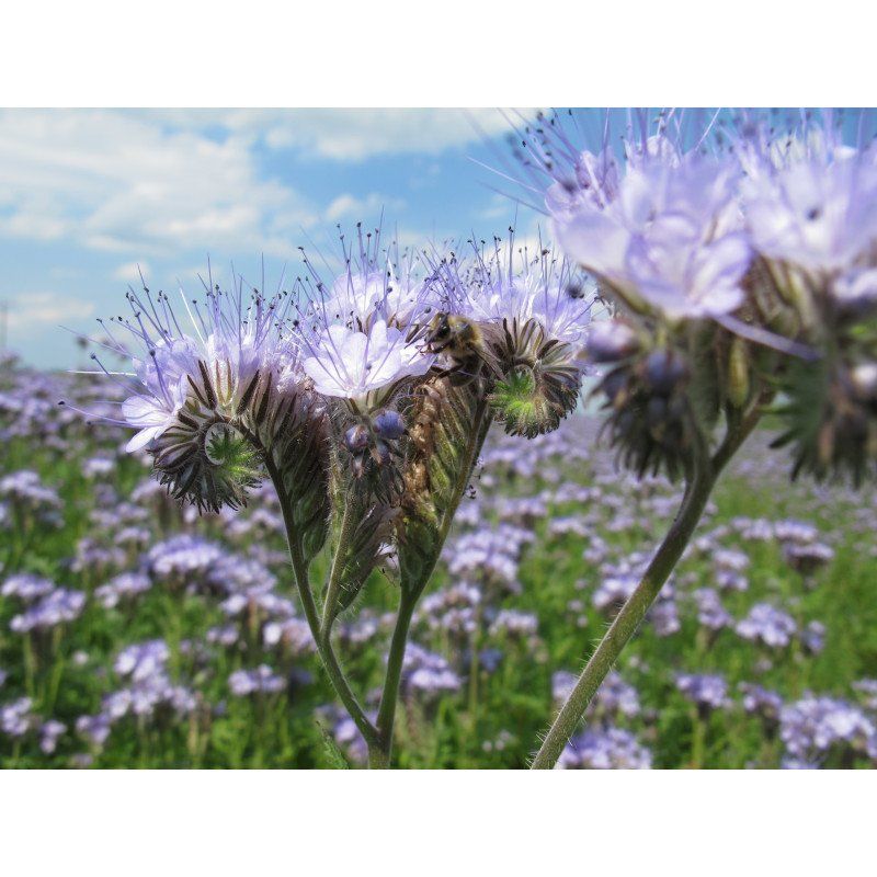 Facelia błękitna Asta C1 Granum