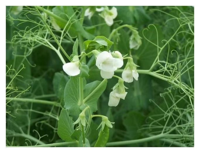 Groch Batuta C1 1000 kg BB Granum