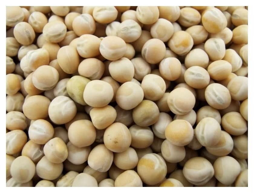 Groch siewny Astronaute C1 - 50kg Saaten Union