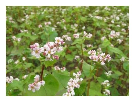 Gryka Kora C2 W 1000 kg Granum