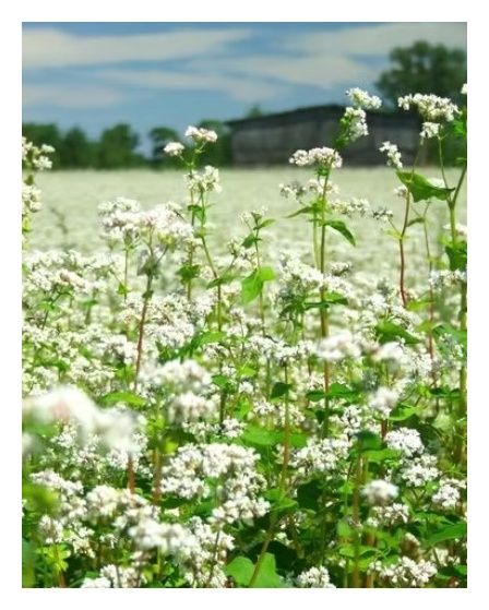 Gryka Panda C2 BB 1000 kg Granum