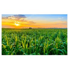 Kukurydza SY Fregat F1 50tyś C1 Korit Syngenta