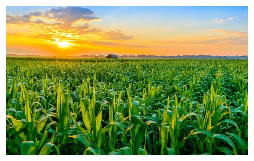 Kukurydza DKC 2972 Monsanto