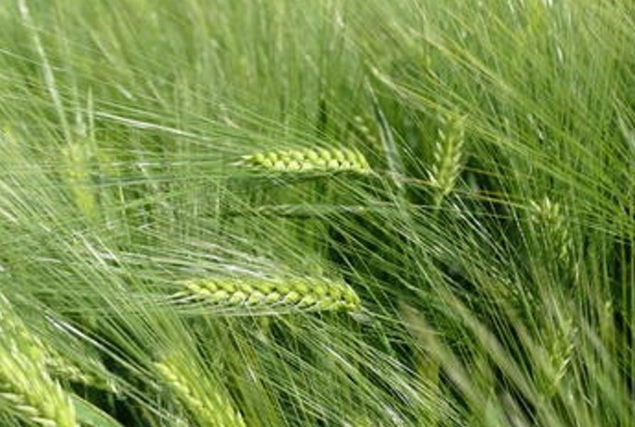 Jęczmień ozimy SU Fascination  C1 BB 1000Kg Saaten Union