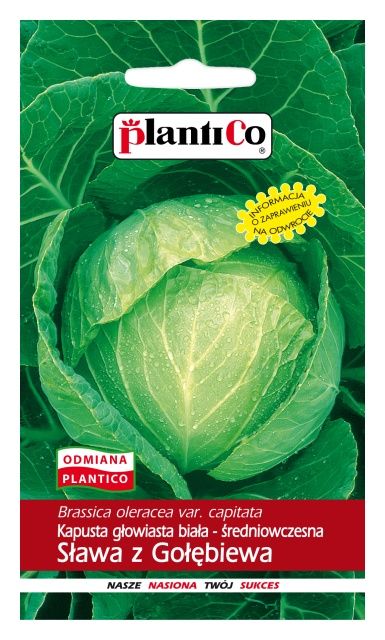 Kapusta głowiasta biała SŁAWA Z GOŁĘBIEWA PlantiCo