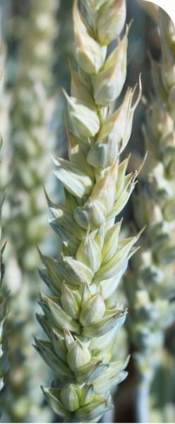 Pszenica zwyczajna ozima Kingkong C1 W 1000Kg Danko