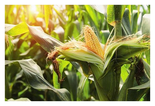 Kukurydza DKC 3888 F1 50tys C1 KORIT BAYER