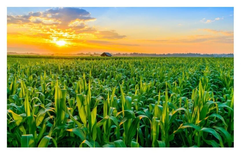 Kukurydza SM Polonia 50tys C1 HR Smolice