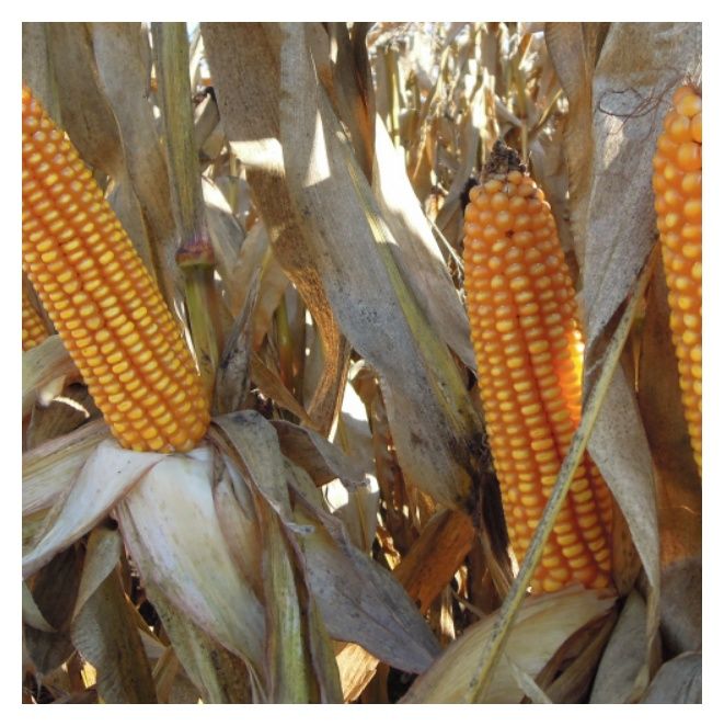 Kukurydza Rebecca F1 50tyś C1 Korit Maisadour