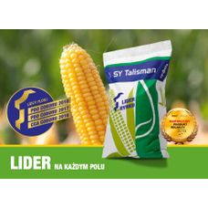 Kukurydza SY Talisman F1 a 50tyś C1 Korit Syngenta