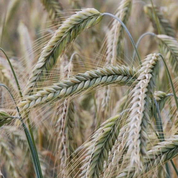 Żyto ozime Serafino F1 C1 1mln nasion KWS