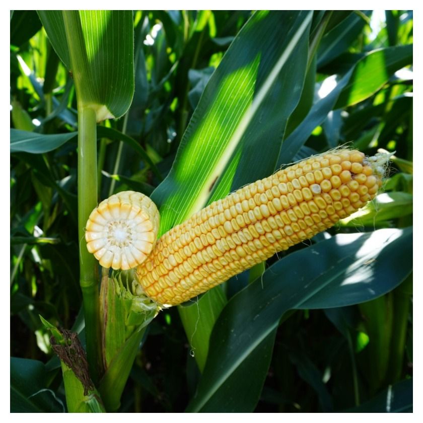 Kukurydza Leandro F1 C1 50 tyś KWS