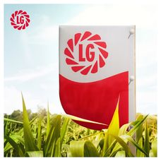 Kukurydza LG 31.240 F1 50 tyś Starcover Limagrain