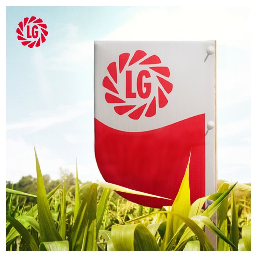 Kukurydza LG 31.245 F1 50tys C1 Limagrain