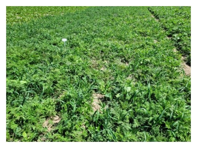 Mieszanka międzyplonowa Top Vita Azot Top Farms