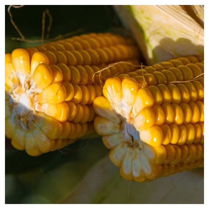 Kukurydza Norento F1 C1 50 tyś KWS