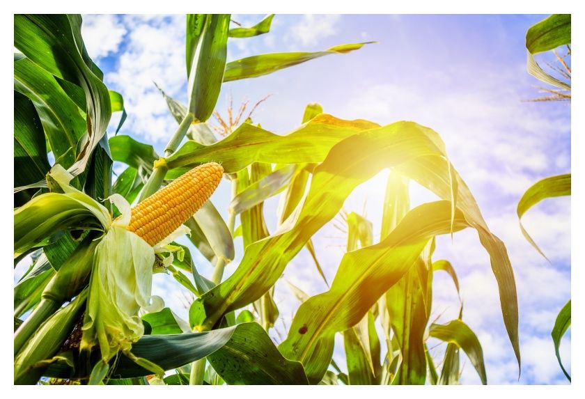 Kukurydza Mas 26.K F1 50tyś C1 Korit Maisadour