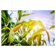 Kukurydza Agro Polis F1 50tyś C1 Korit KWS