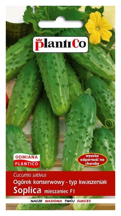 Ogórek średnio wczesny SOPLICA F1 - 50g Plantico