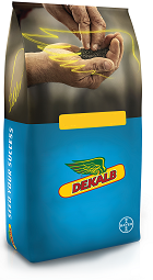 DK Plasma F1 C1 Buteo WYSOKA TOLERANCJA NA CHOROBY