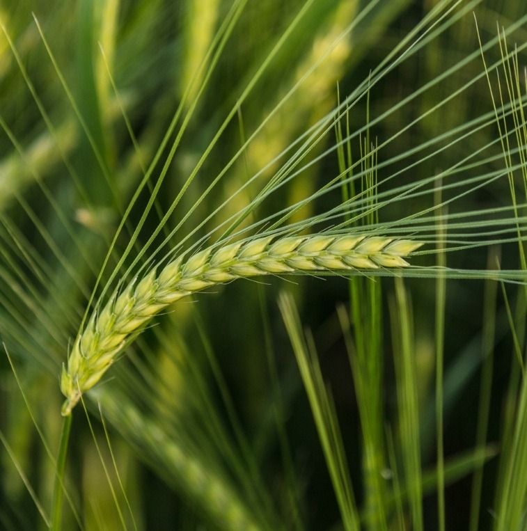 Jęczmień ozimy Ovnis C1 W 1000Kg KWS