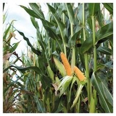 Kukurydza Adaptico F1 50tys C1 Korit KWS