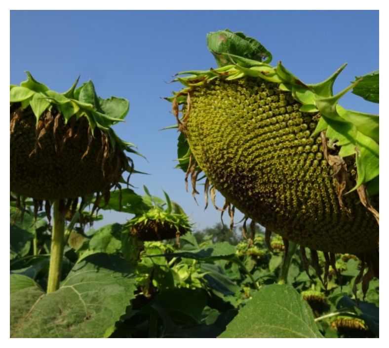 Słonecznik MAS 85.SU 150tyś C1 Maisadour
