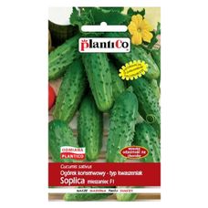 Ogórek Soplica F1 100g Plantico