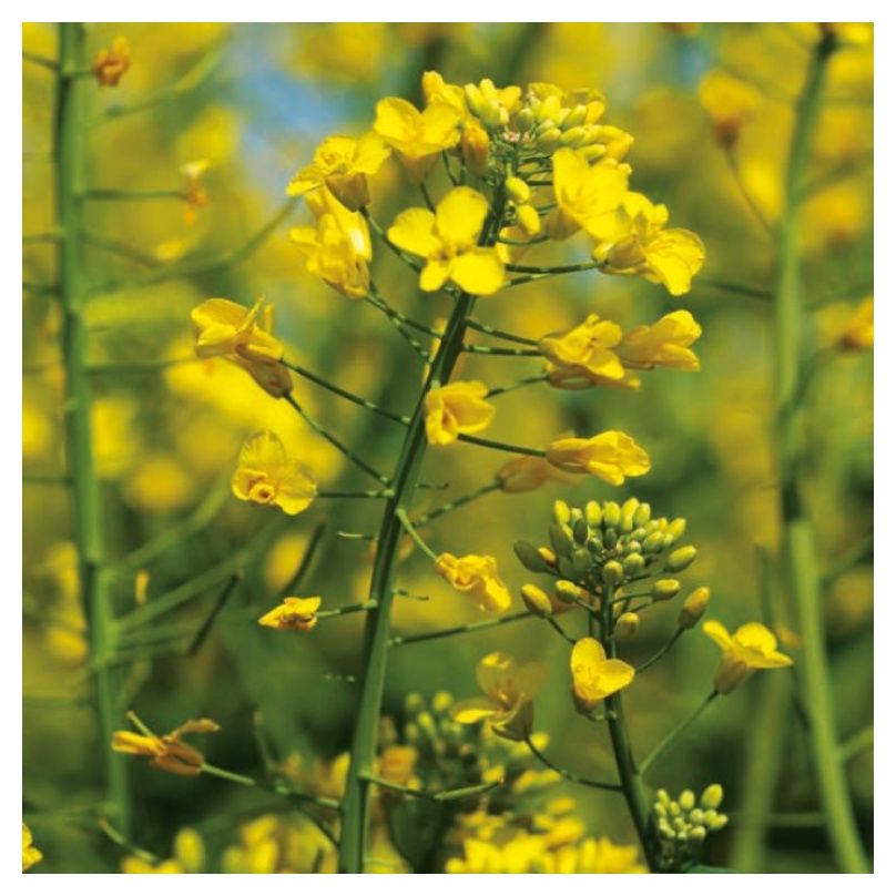 Rzepak ozimy Umberto F1 C1 Scenic Gold KWS