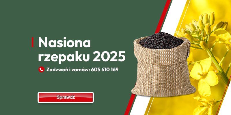 Nasiona rzepaku 2025
