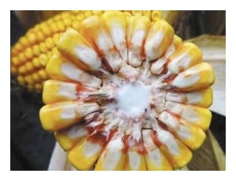 Kukurydza DKC 3969 Bayer