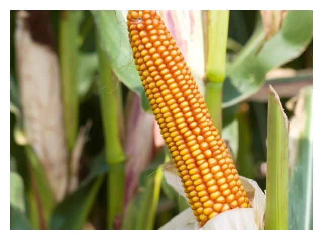 Kukurydza SM Ina HR Smolice