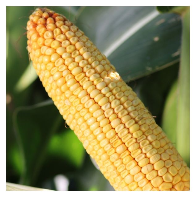 Kukurydza KWS Rebano