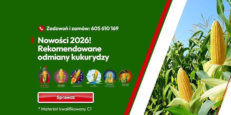 KUKURYDZA - NOWOŚCI 2026 - GRAFIKA