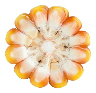 Kukurydza SM Ina HR Smolice